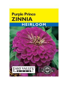 Zinnia 'Purple Prince' Heirloom