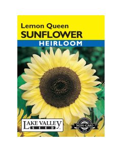 Helianthus, Sunflower 'Lemon Queen'
