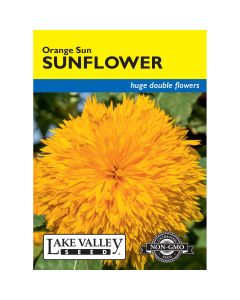 Helianthus, Sunflower 'Sun Double'