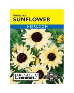 Helianthus, Beach Sunflower 'Vanilla Ice' Heirloom