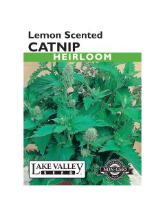 Nepeta, Catnip 'Lemon Scented' Heirloom