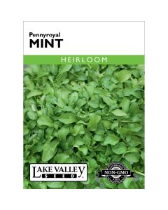 Mentha, Mint 'Pennyroyal' Heirloom