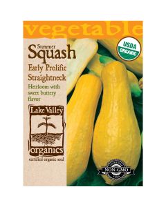 Cucurbita, Summer Squash 'Early Prolific Straightneck' Organic Heirloom