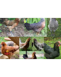 Chicken Colored Egg Layers