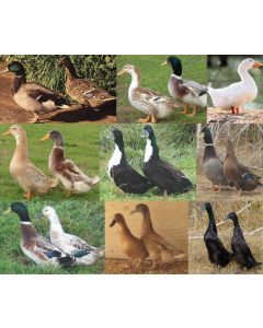 Duck Assorted