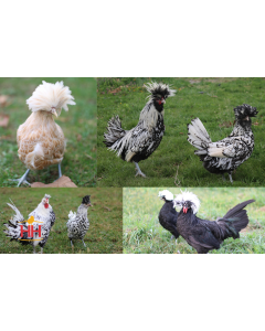 Chicken Polish & Crested