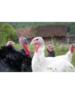 Turkey Assorted Poults