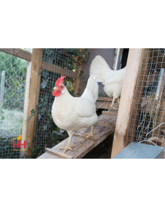 Chicken White Egg Layers