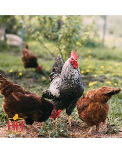 Chicken Hatchery Choice Egg Layers