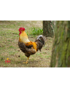 Chicken BBQ Special (males only)