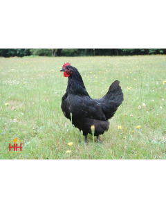 Chicken, Australorp 'Black'