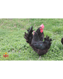 Chicken, Jersey Giant 'Black'