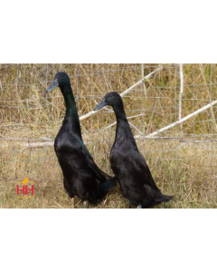 Duck, Runner Duck 'Black'