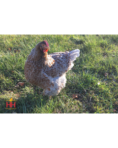 Chicken, Wyandotte 'Blue Laced Red'
