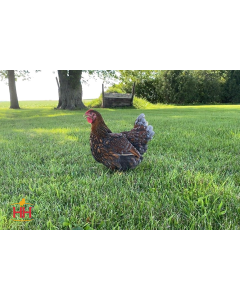 Chicken, Wyandotte 'Blue Laced Gold'