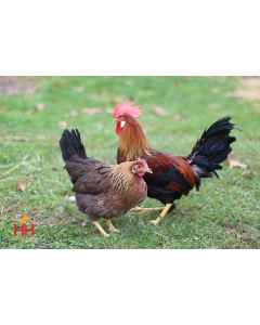 Chicken, Leghorn 'Brown'