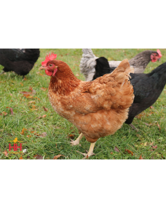 Chicken, Calico Princess®