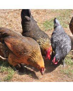 Chicken, Leghorn 'Blue Breasted Brown'