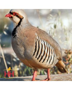 Partridge, Chukar