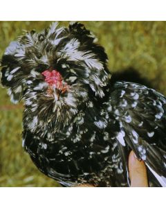 Chicken, Houdan 'Mottled'