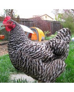 Chicken, Rustic Rock