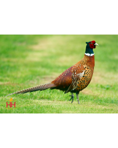 Pheasant, Chinese Ringneck