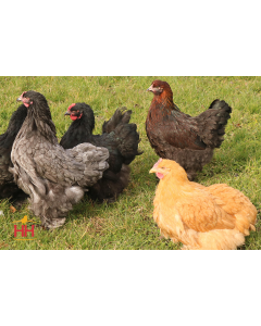 Chicken, Cochin Assorted