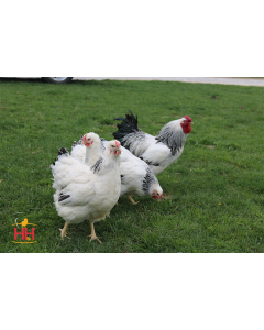 Chicken, Wyandotte 'Columbian'