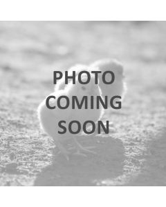 Chicken, Yokohama 'Red Shoulder'