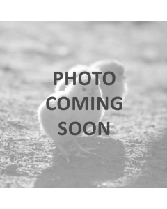 Chicken, Penedesenca 'Crele'