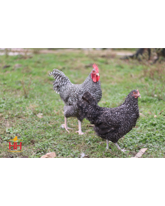 Chicken, Maran 'Cuckoo'