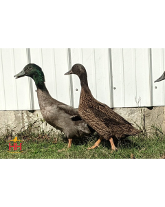 Duck, Campbell 'Dark'