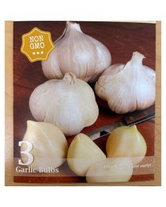 Allium, Seed Garlic Softneck 'California' (spring)