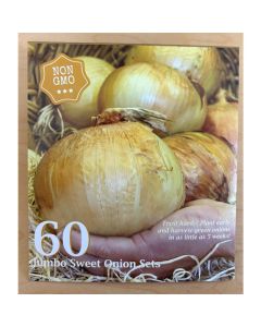 Allium, Sweet Onion Set 'Pentium'