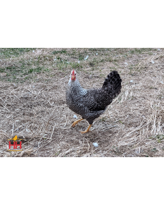 Chicken, Easter Egger