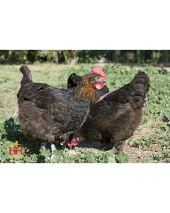 Chicken, Maran 'French Black Copper'