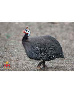 Guinea, French Pearl