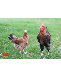 Chicken, Maran 'French Wheaten'