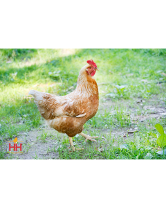 Chicken, Golden Comet