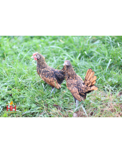 Bantam, Sebright 'Golden'