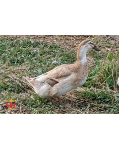 Duck, Golden Cascade