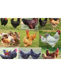 Chicken Hatchery Choice Dual Purpose