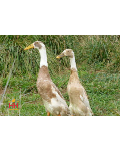 Duck, Runner 'Fawn & White'