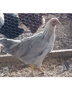 Chicken, Leghorn 'Isabella'