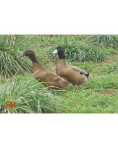 Duck, Campbell 'Khaki'