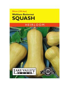 Cucurbita, Squash (Winter), Waltham Butternut Squash, 4g