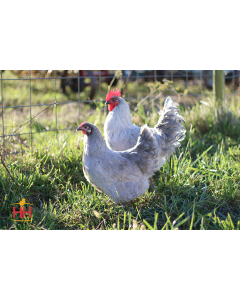 Chicken, English Orpington 'Lavender'
