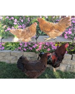 Chicken, Chantecler Assorted