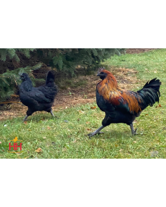 Chicken, Mystic Onyx®