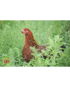 Chicken, Plymouth Rock 'Partridge'